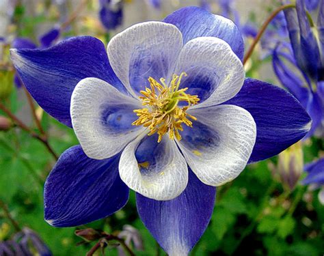 Columbine Flowers