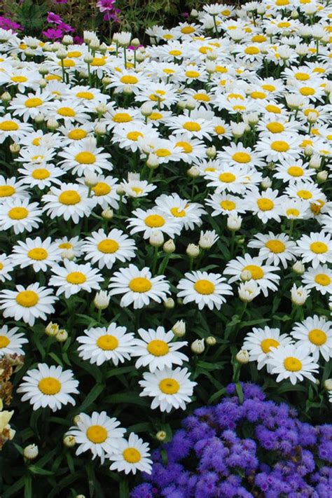 Buy Snow Cap Dwarf Shasta Daisy FREE SHIPPING Wilson Bros Gardens