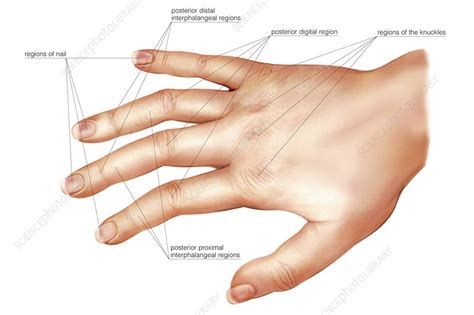 Anatomy Regions Of The Hand Dorsal View Stock Image C0200215
