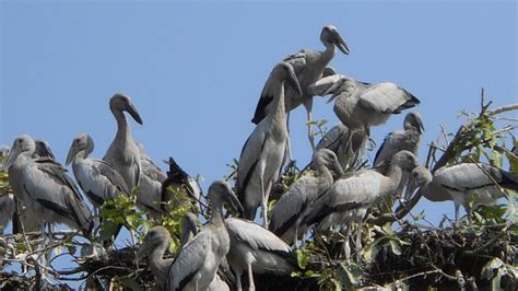 When The Storks Came Visiting The Hindu