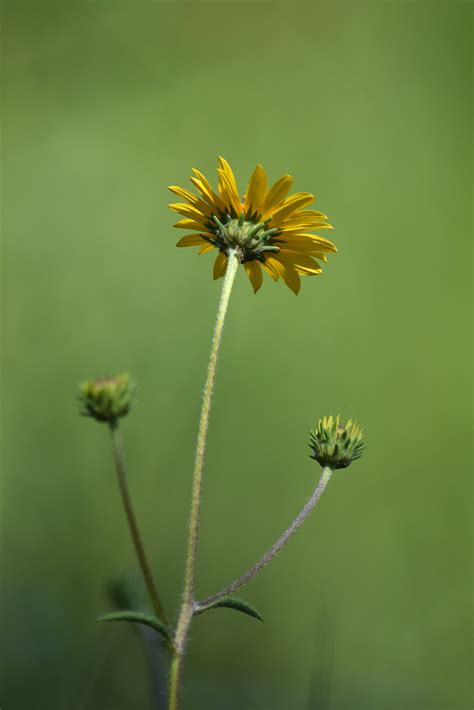 Western Sunflower Naked Stemmed Or Western Sunflower Heli Flickr