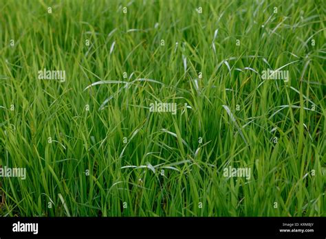 Background Of A Green Grass Green Grass Texture Stock Photo Alamy