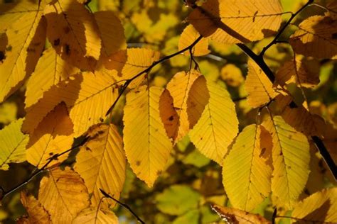 Ilmaisia Kuvia Haara Auringonvalo Puun Lehti Syksy Keltainen