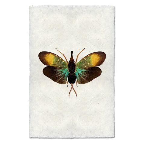 Horned Beetle Barloga Studios Fine Photographs On Intriguing Papers