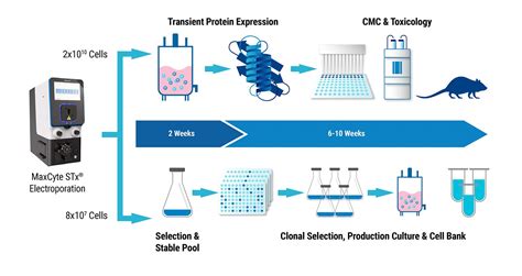 Bioprocessing Protein Production Maxcyte