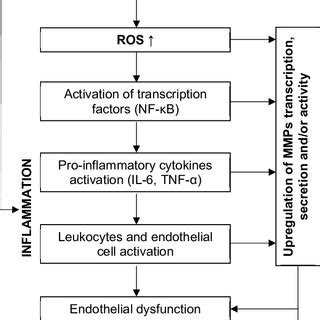 Potential Mmp Matrix Metalloproteinases Modes Of Action In Response