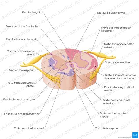 Medula Espinal Em Medula Espinhal Escola De Medicina Anatomia