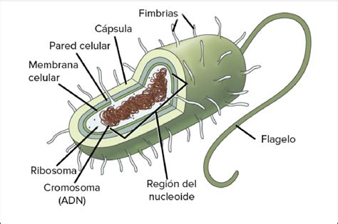 Diagrama De Una Bacteria Con Sus Principales Componentes Modificada