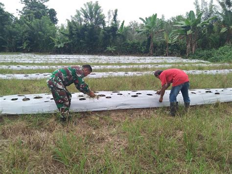 Bantu Wujudkan Program Ketahanan Pangan Wilayah Babinsa Koramil