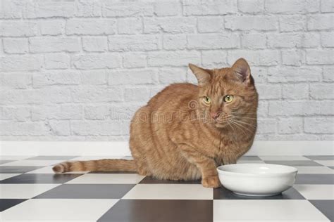 Ginger Cat Sitting Beside A Food Bowl And Looking Sideways Stock Image