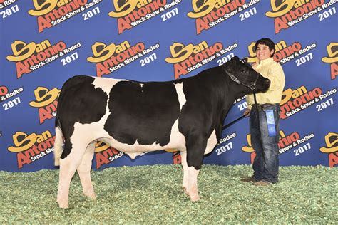 San Antonio Stock Show Junior Market Steers Maine Anjou Class