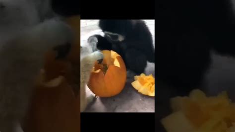 Spooky Gibbons Eat Spooky Pumpkin Youtube