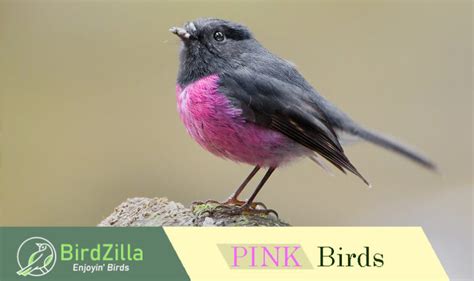 12 Pink Birds That You Can Actually See [Worldwide Species]