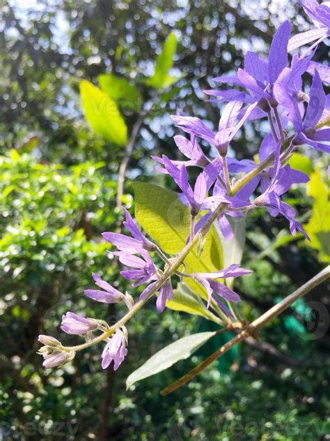 Blossom Purple Flower Of Sandpaper Vine Queens Wreath Purple Wreath