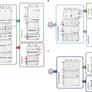 Mechanism of group I intron splicing. The intron- containing products... | Download Scientific ...