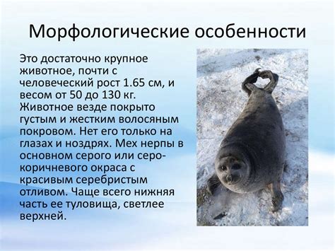 Байкальская нерпа - презентация онлайн