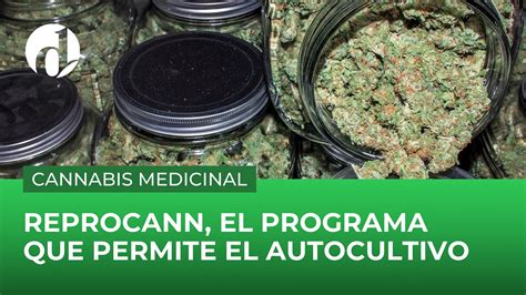 D A De La Marihuana Reprocann El Programa Estatal Que Permite El