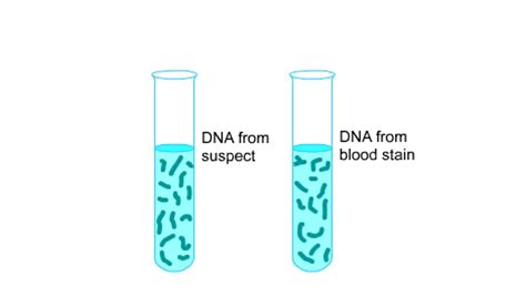 DNA Fingerprinting Animation YouTube