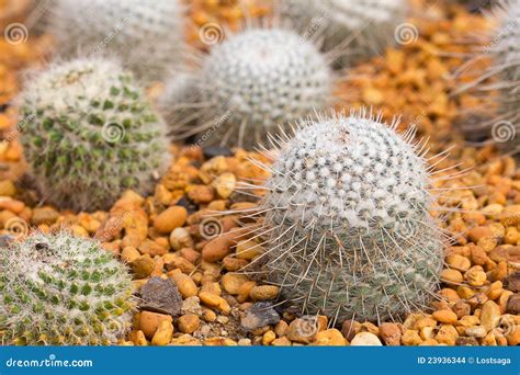 Mini Cactus Garden Stock Images - Image: 23936344