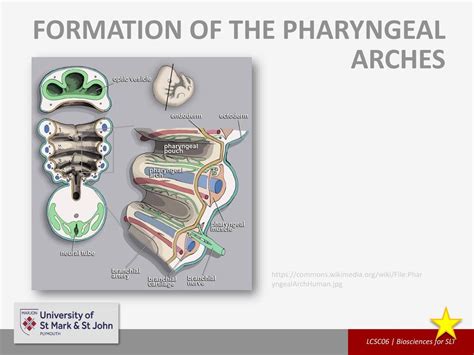 Embryology Lcsc06 Biosciences For Speech And Language Therapy Ppt