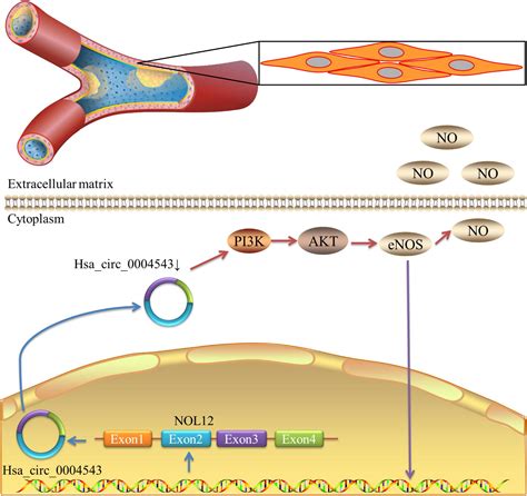 Frontiers Downregulation Of Hsa Circ 0004543 Activates OxLDL Induced