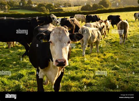 Taurine Cattle Hi Res Stock Photography And Images Alamy