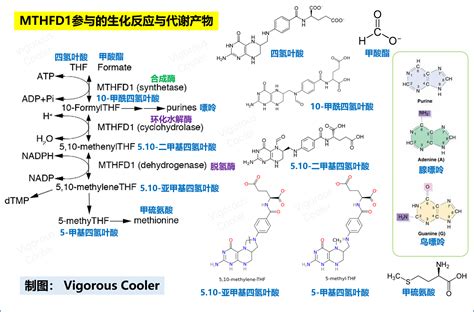 蝙蝠细胞筛选发现 亚甲基四氢叶酸脱氢酶mthfd1 可作为新冠病毒的药物靶点 知乎