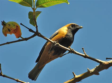 Brazilian Wild Birds Brazil Wallpapers Hd Desktop And Mobile