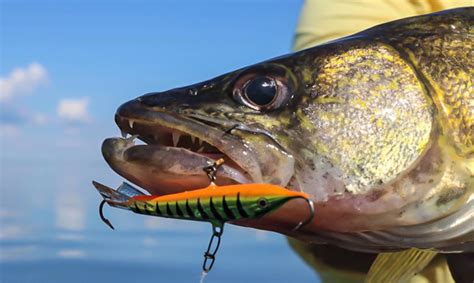 Top 10 Hard Bodied Jigging Baits For Walleye Target Walleye