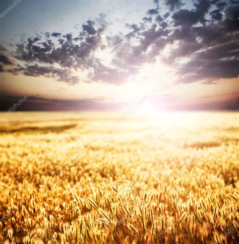 Sunset over wheat field. — Stock Photo © massonforstock #5244383