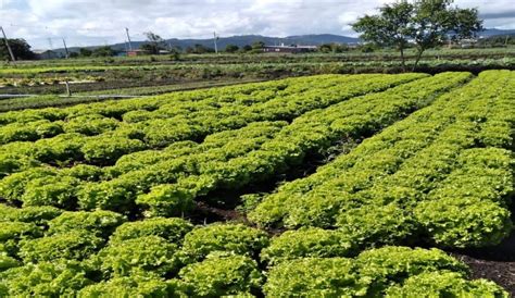 Campanha Recolhe Embalagens Vazias De Agrot Xicos No Itapeti Em Mogi