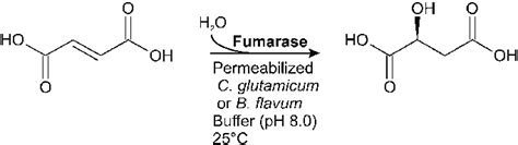 Whole Cell Biotransformation Of Fumaric Acid To L Malic Acid With Download Scientific Diagram