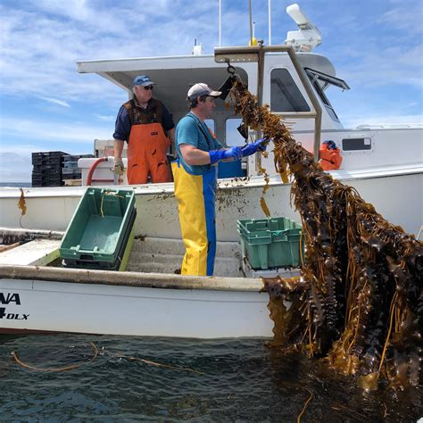 In Maine Atlantic Sea Farms Cultivates Kelp In Partnership With Local Lobstermen — Tastemakers