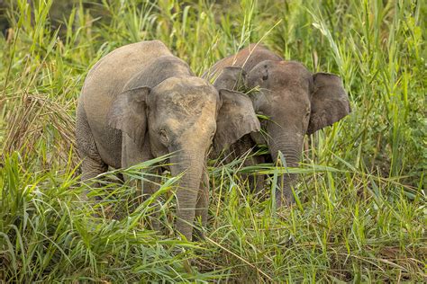 Borneo Pygmy Elephants Francis J Taylor Photography