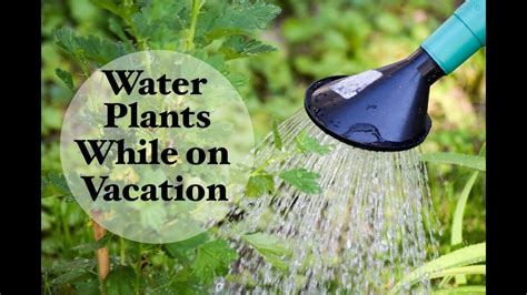 How To Water Plants While On Vacation Using Water Bottles And More