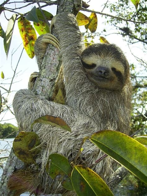 Pygmy Three-Toed Sloth