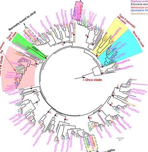 Phylogeny Of Lepidoptera Ors The Maximum Likelihood Phylogenetic Tree