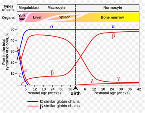 Fetal Hemoglobin Curve