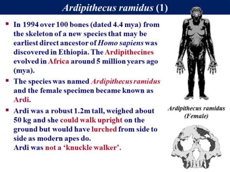 B3.2 Human Evolution - Fossil Evidence 1 | Teaching Resources