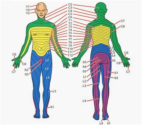 Lumbar Dermatomes Diagram