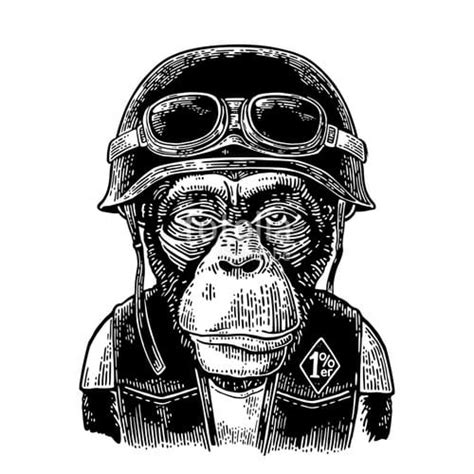 Monkey in Helmet Pic - Cape Odd