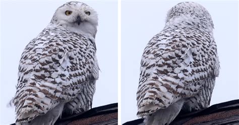 Snowy Owl Makes An Appearance In Southern California Town