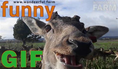 Funny DEER gif