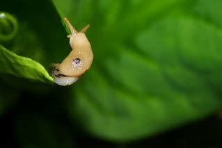 Pacific Nw Banana Slug Small Specimen Of The Largest Slug Flickr