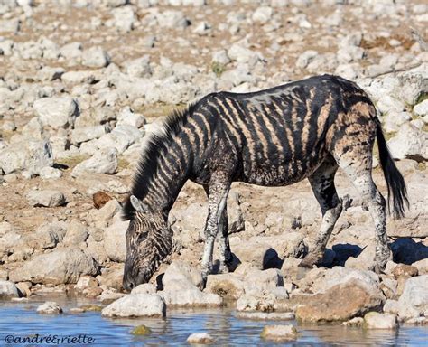 melanistic zebra | Rare animals, Unusual animals, Interesting animals