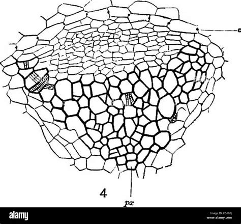 Fossil Plants For Students Of Botany And Geology Paleobotany Fig