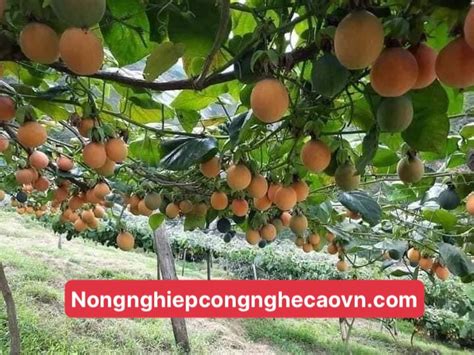 Chanh Leo NgỌt Colombia F1 Chuẩn Giống