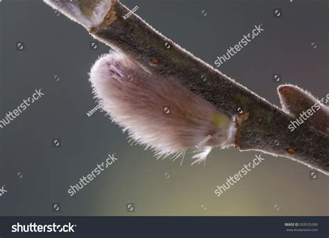 Pussy Willow Pussycat Catkins Classic Beginning Stock Photo Edit Now