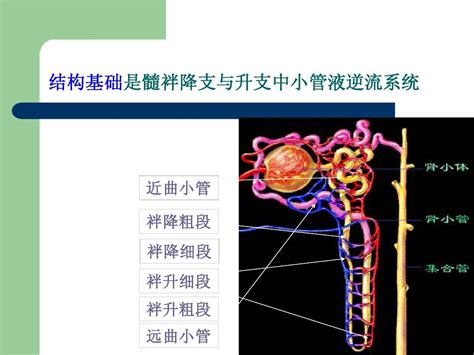 动物生理学 排泄和渗透压调节word文档在线阅读与下载无忧文档