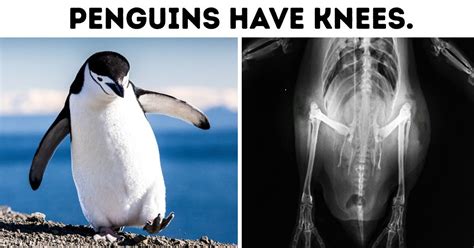 20 Fun Facts About Penguins We Didn’t Learn in Biology Class / Bright Side